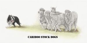 Cariboo Stock Dogs